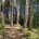 Foto im Wald - Wegbegleitung Karin Miller
